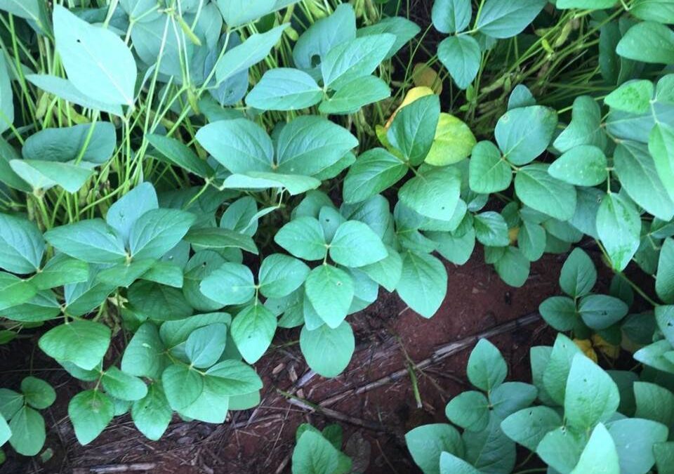 Aminoácidos na agricultura e suas ações nas plantas