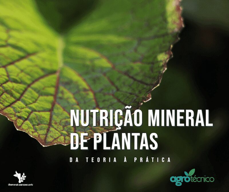 Nutrição mineral de plantas: 5 conceitos que ligam teoria à prática