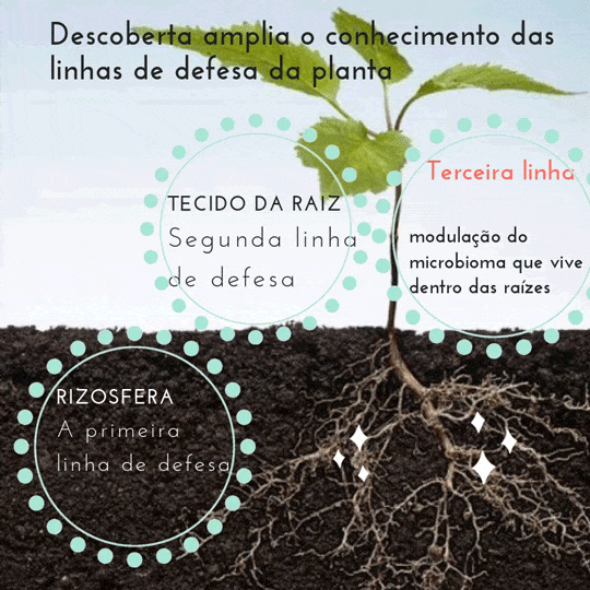 A interação microbiológica na Linha de Defesa
