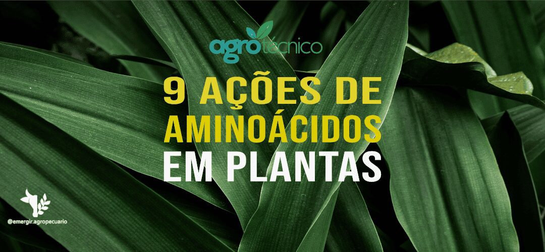 9 ações dos aminoácidos nas plantas