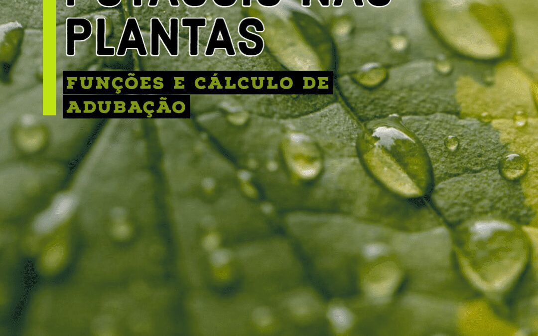 Potássio nas plantas: Cálculo de adubação, importância e mais!