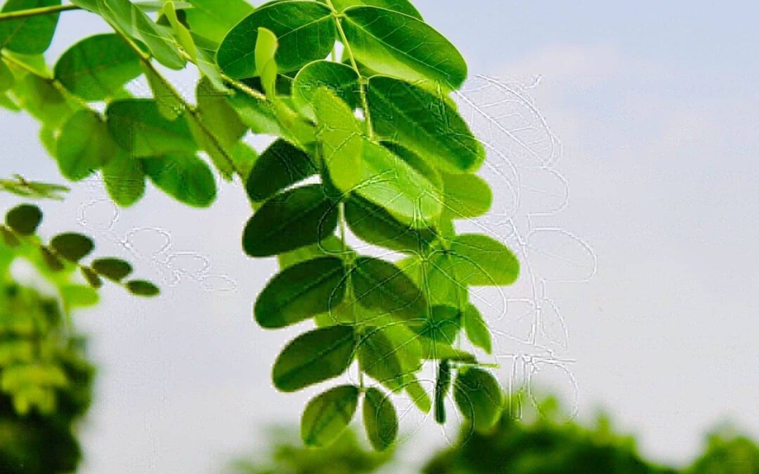 Tipos de aminoácidos para plantas: Conceito e aplicações no campo