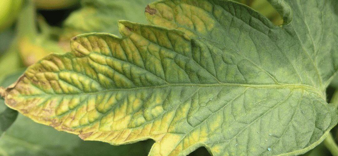 Magnésio nas plantas: relação Ca/Mg, doses recomendadas e mais!