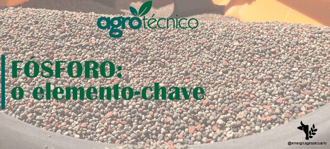 Fósforo para plantas: o elemento-chave