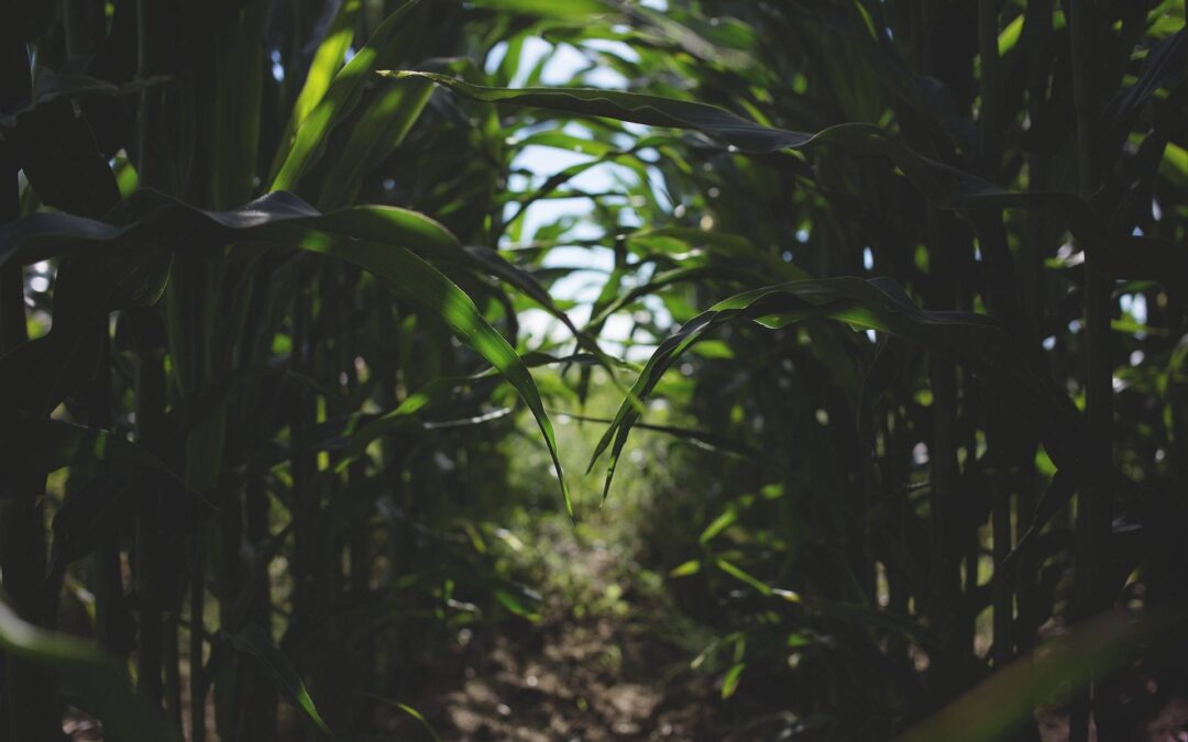 Absorção de aminoácidos pelas plantas
