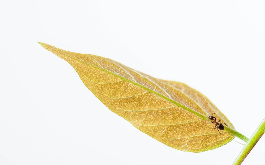 O mecanismo de defesa das plantas