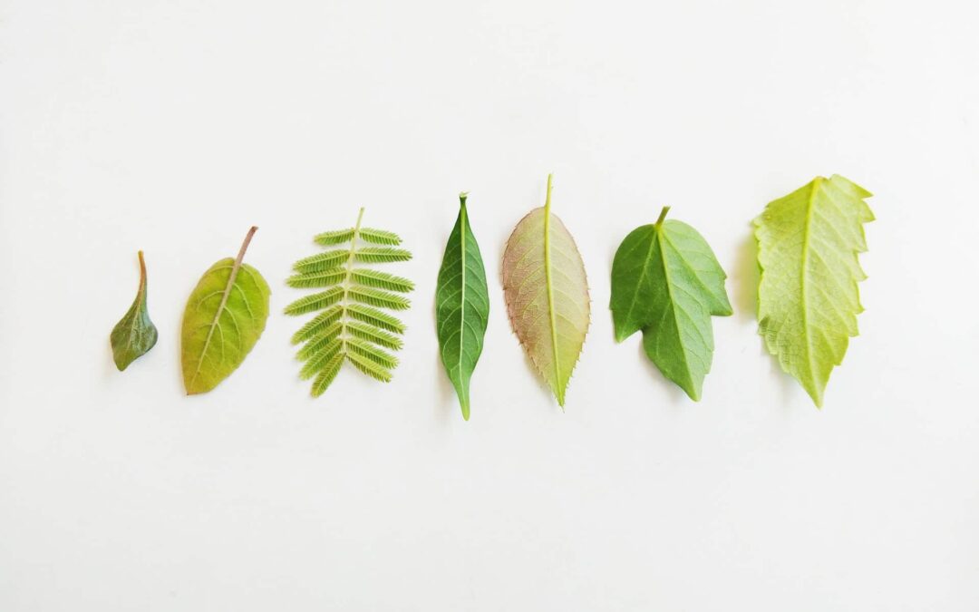 Deficiência nutricional em plantas: Como identificar