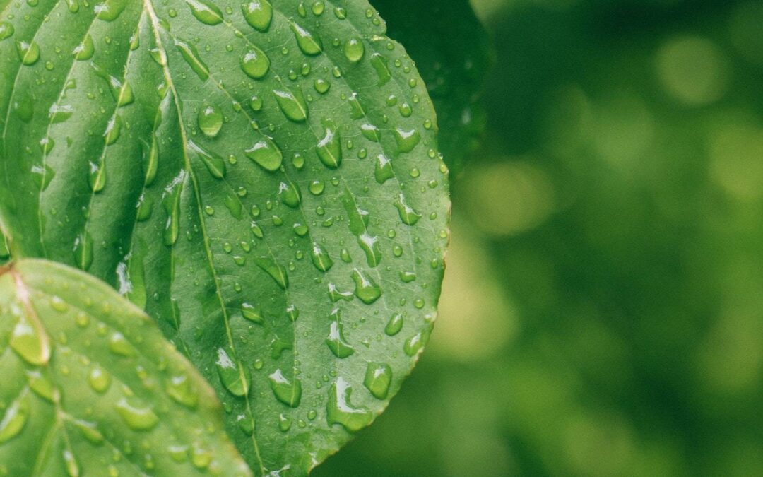 Fertilizantes foliares: Quando, como e porque utilizar