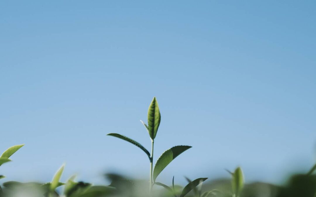 Quais são os aminoácidos essenciais para as plantas?