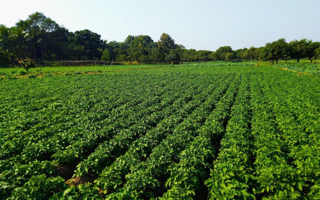 Como usar os aminoácidos na agricultura