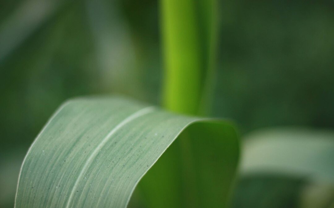 Lisina nas plantas: Para que serve
