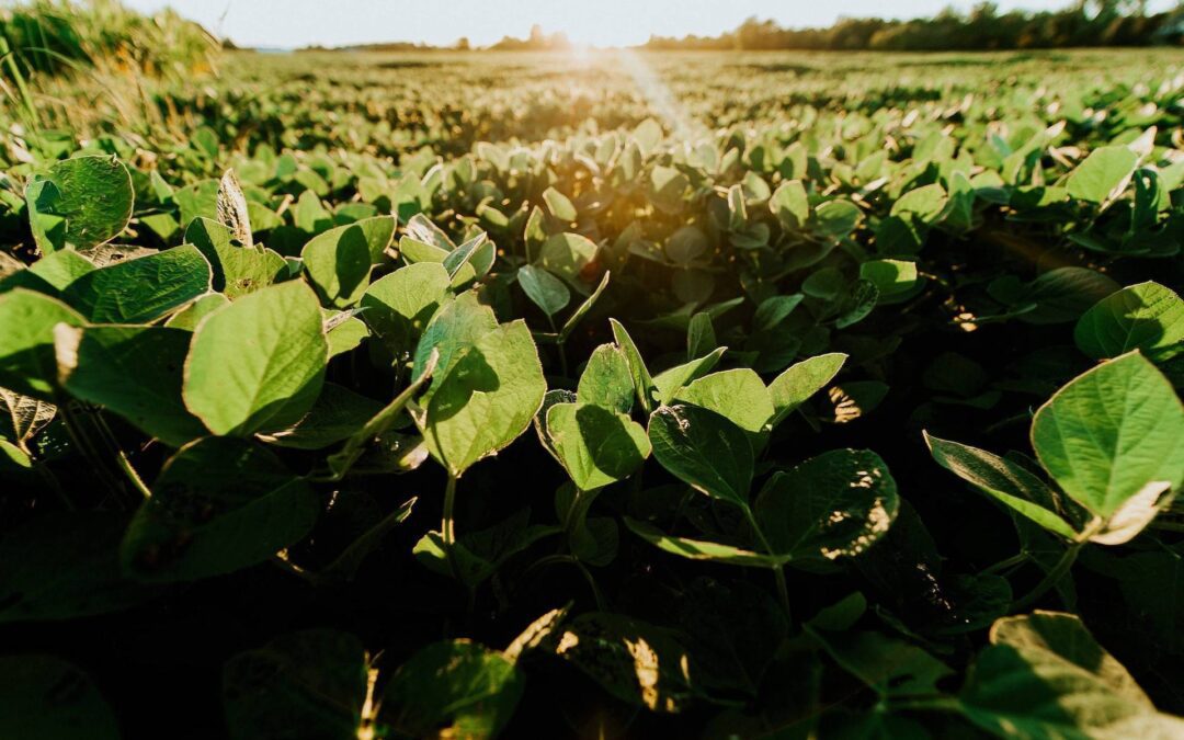 Adubação foliar em soja: quando é necessário e como fazer