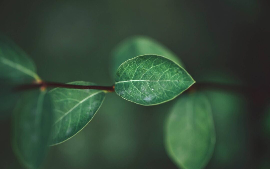 Boro nas plantas: funções e formas de aplicação