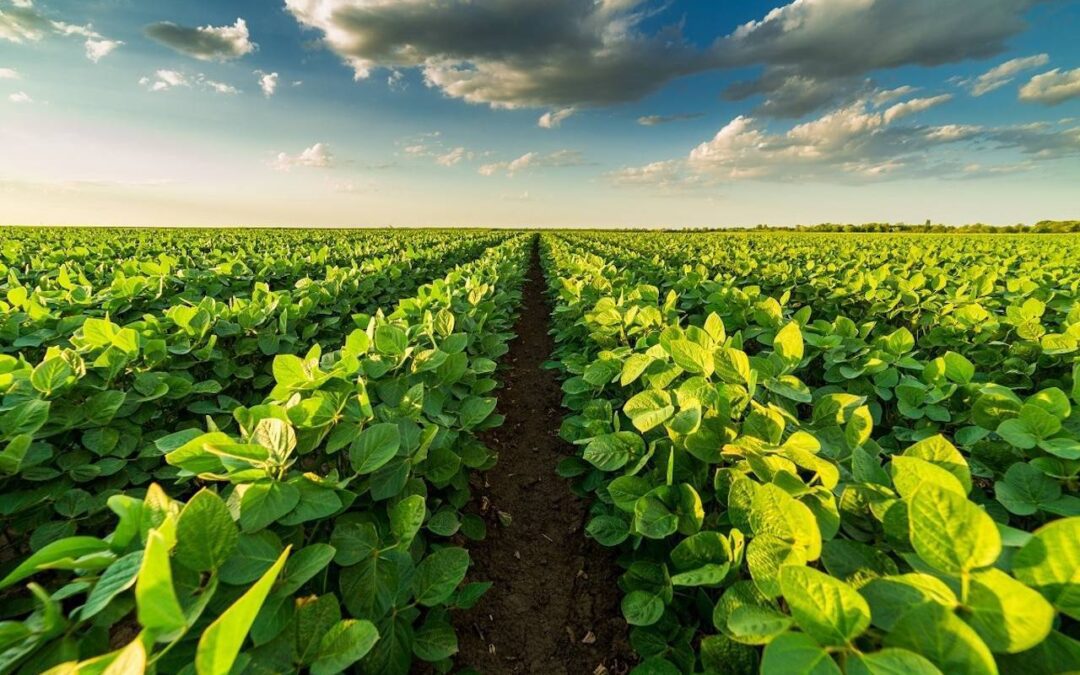 Produtos para nutrição de plantas: quais são e como usá-los