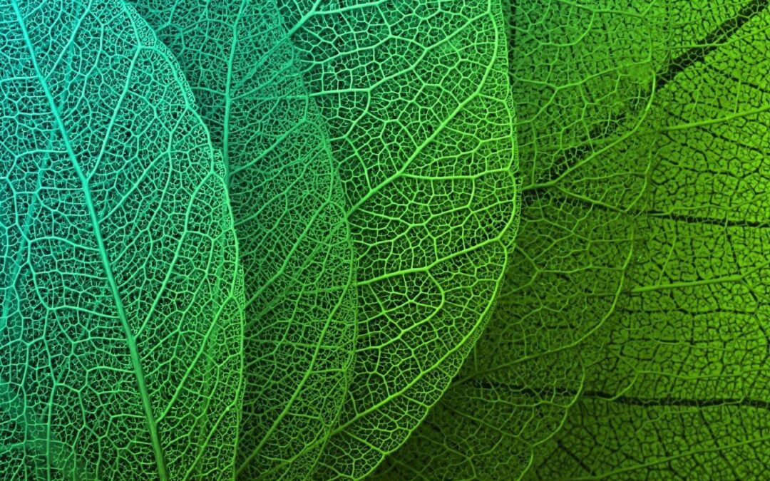 Agricultura digital: o que é e o que esperar para próximos anos