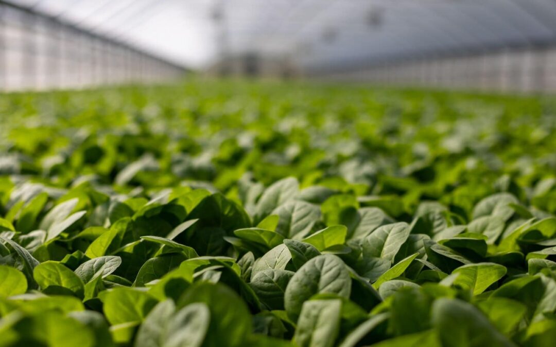 Bioestimulantes Vegetais: o que são, como funcionam e muito mais.