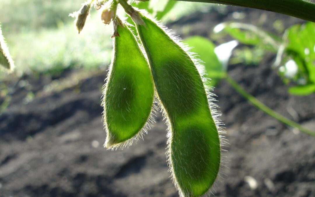 Enchimento de frutos e grãos: 6 componentes que melhoram sua resposta