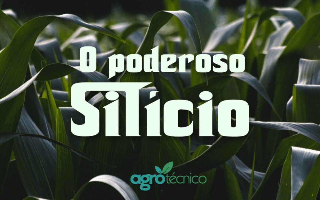 O poderoso Silício: como age e quais seus benefícios