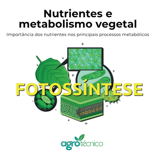 Fotossíntese e o metabolismo dos nutrientes
