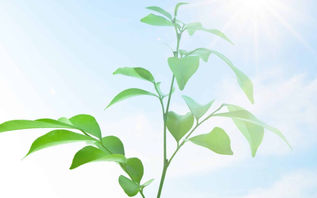 Estresse abiótico em plantas
