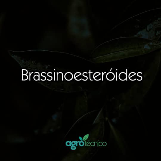 Brassinoesteróides e suas aplicações na agricultura