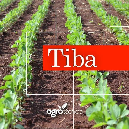 Tiba, um hormônio estratégico para o manejo.