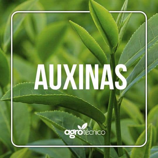 AUXINAS