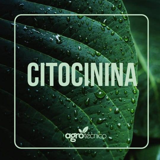 CITOCININA