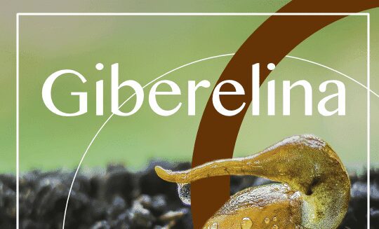 GIBERELINA
