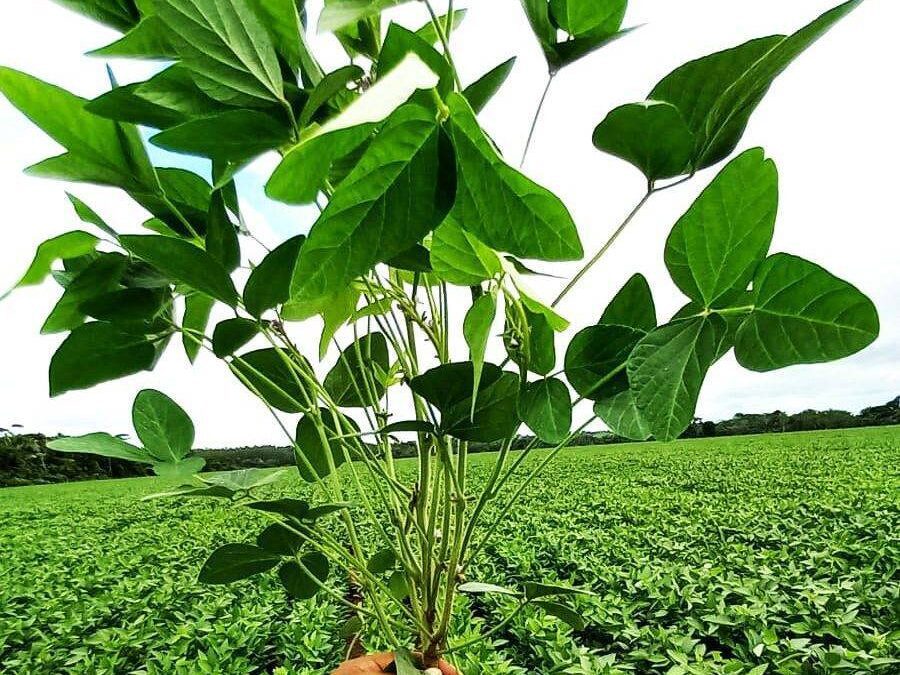 Arquitetura vegetal : Egalhamento e a produtividade em soja