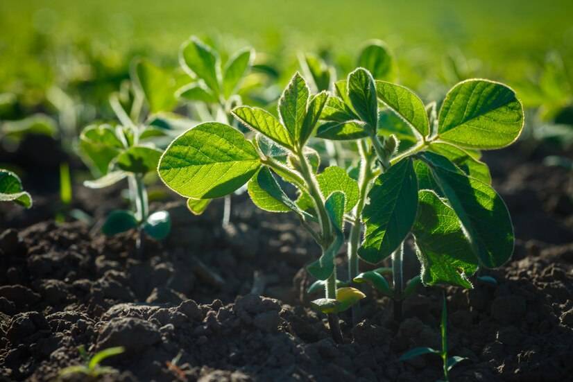 Agricultura Regenerativa