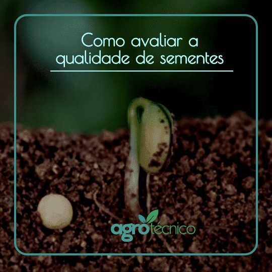 Como avaliar a qualidade de sementes
