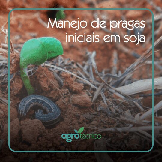 Pragas iniciais em soja