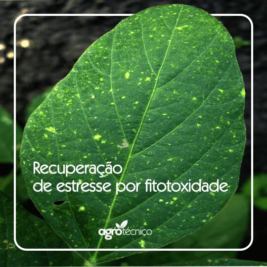 Recuperação de estresse vegetal por fitotoxidade