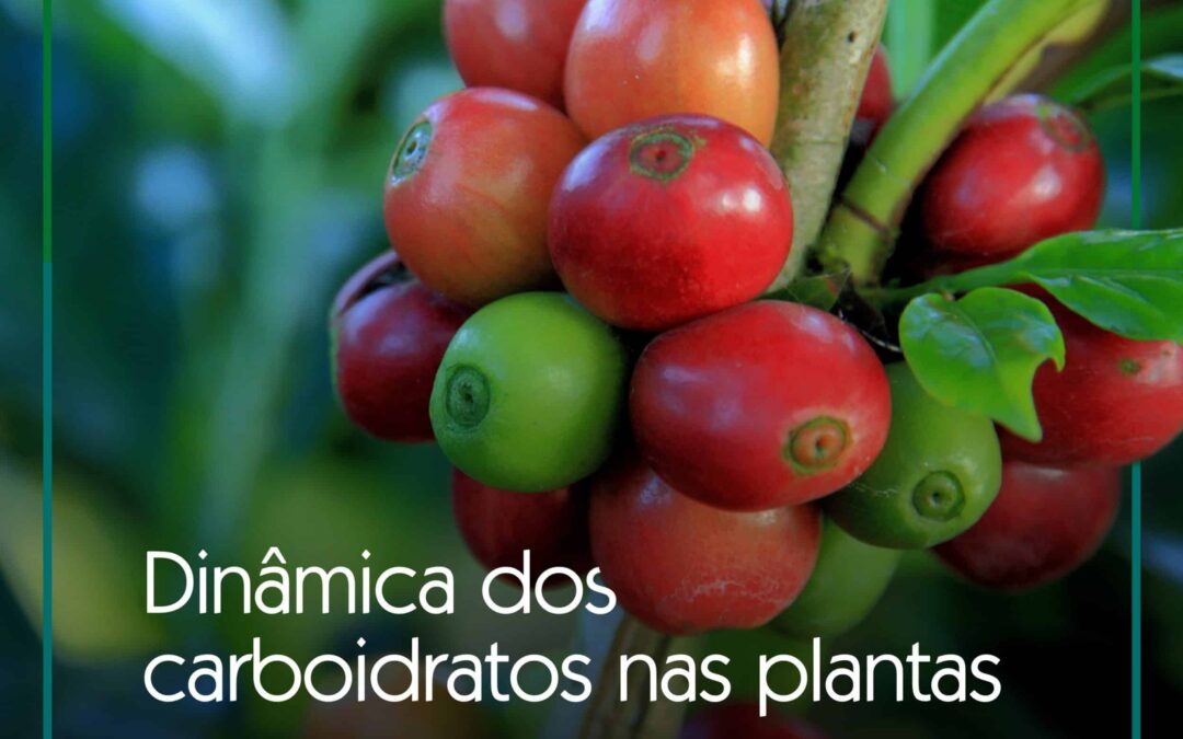 Dinâmica dos carboidratos nas plantas