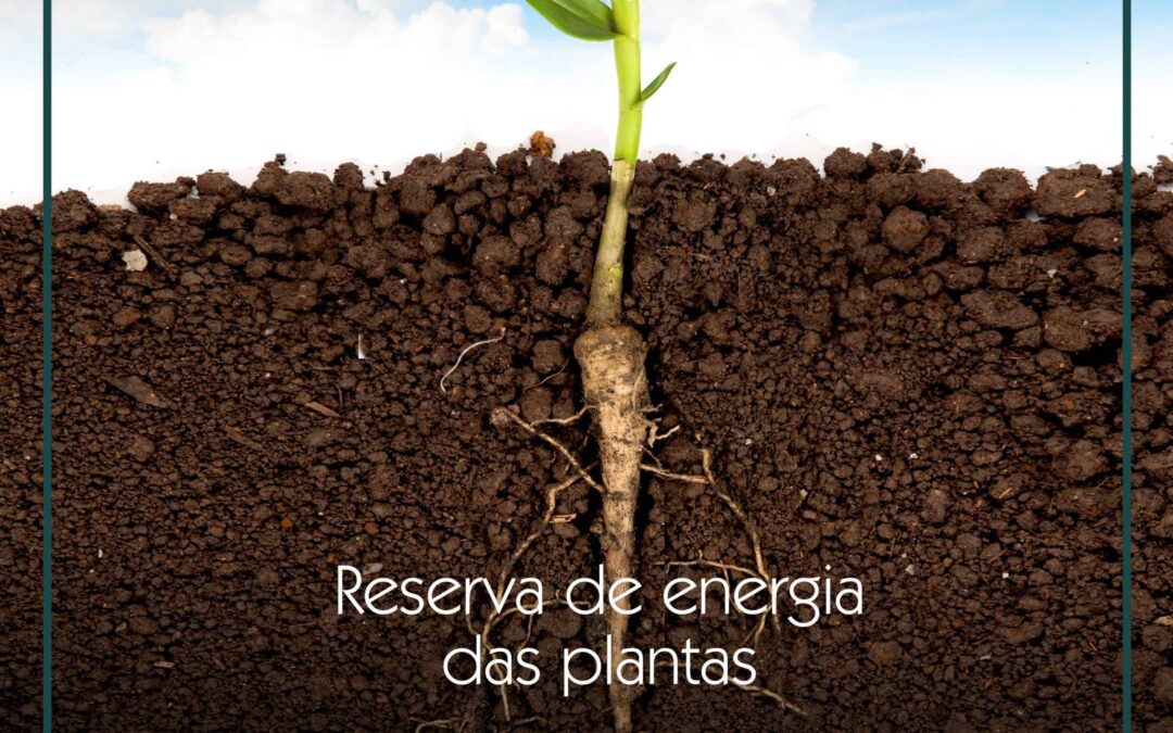 Reserva de energia das plantas