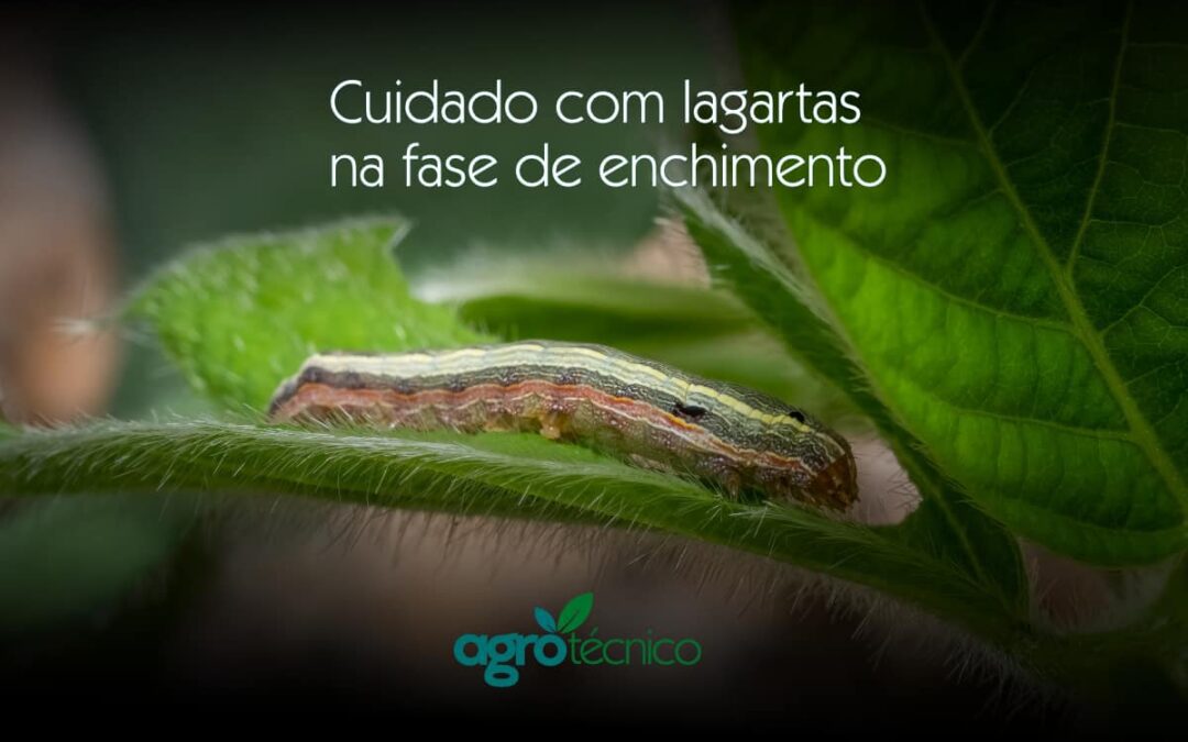 Cuidado com lagartas na fase de enchimento