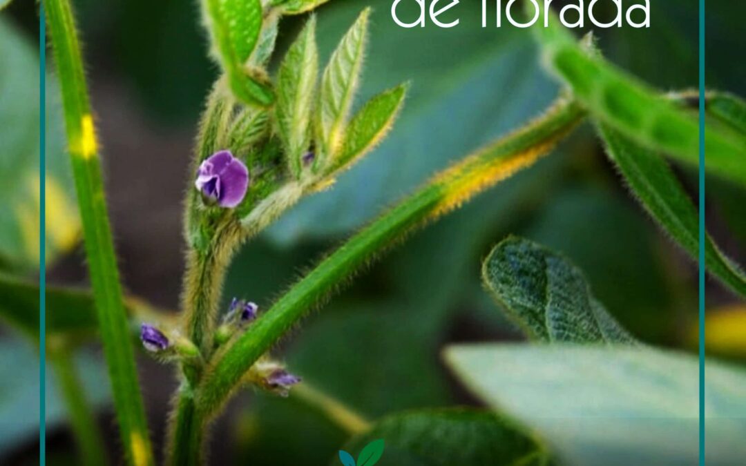 Pegamento de florada, como melhorar.