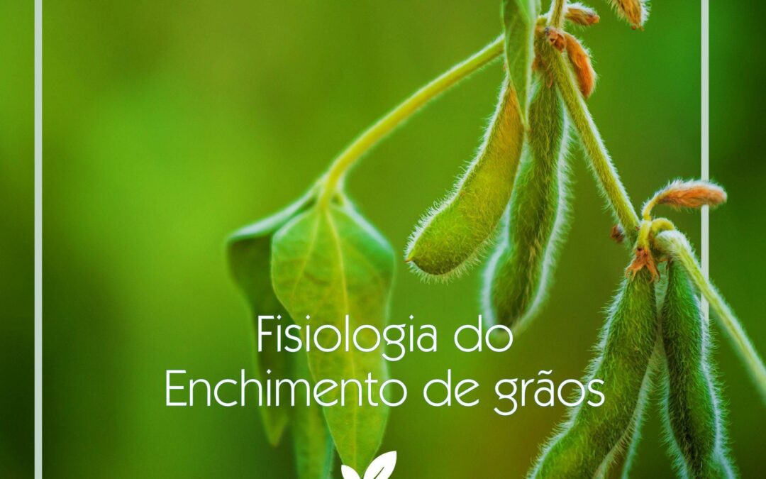 Fisiologia do enchimento de grãos