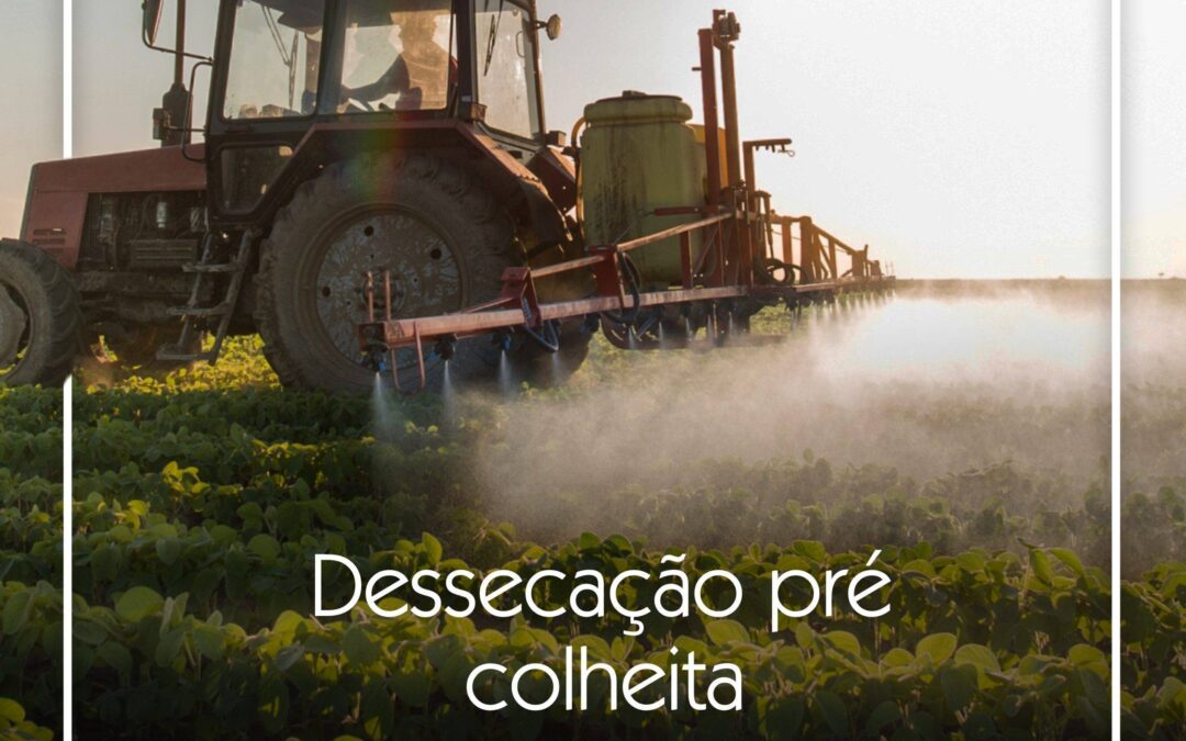 Cuidados na dessecação pré colheita