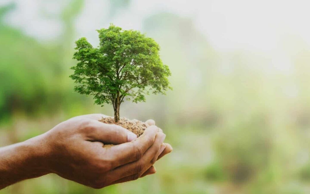 Como a agricultura sustentável pode salvar o meio ambiente