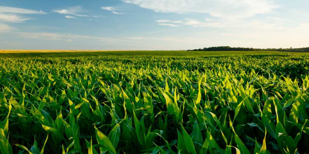 O que é agricultura de precisão e como ela pode ajudar na produção agrícola?