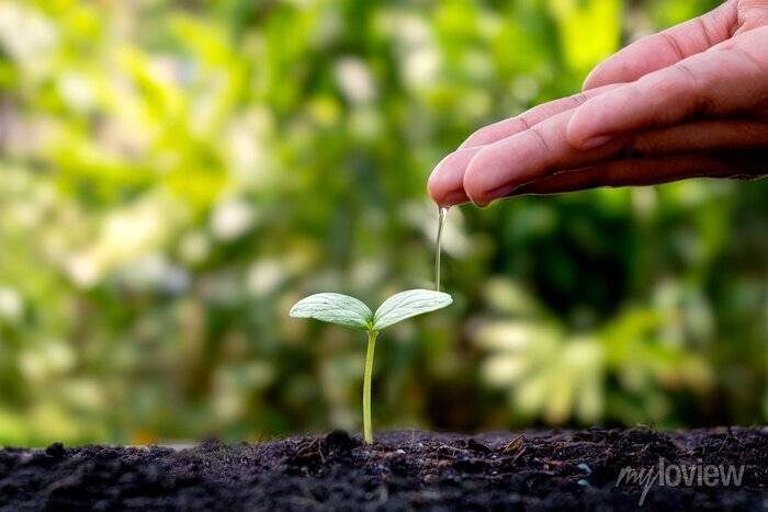 Como a fisiologia vegetal explica o crescimento das plantas