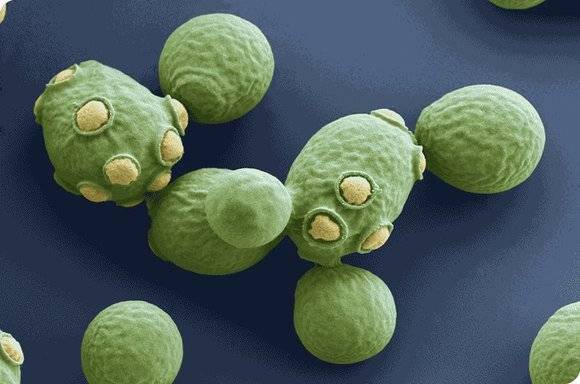 Leveduras como bioestimulantes em plantas