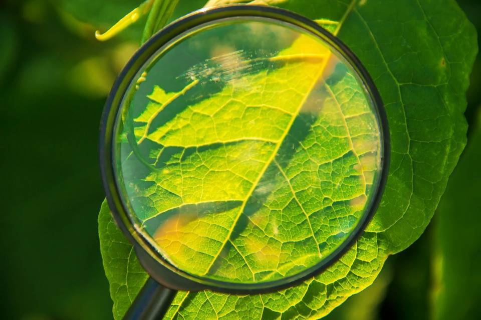 Fisiologia das Plantas maximizando a Produtividade Agrícola