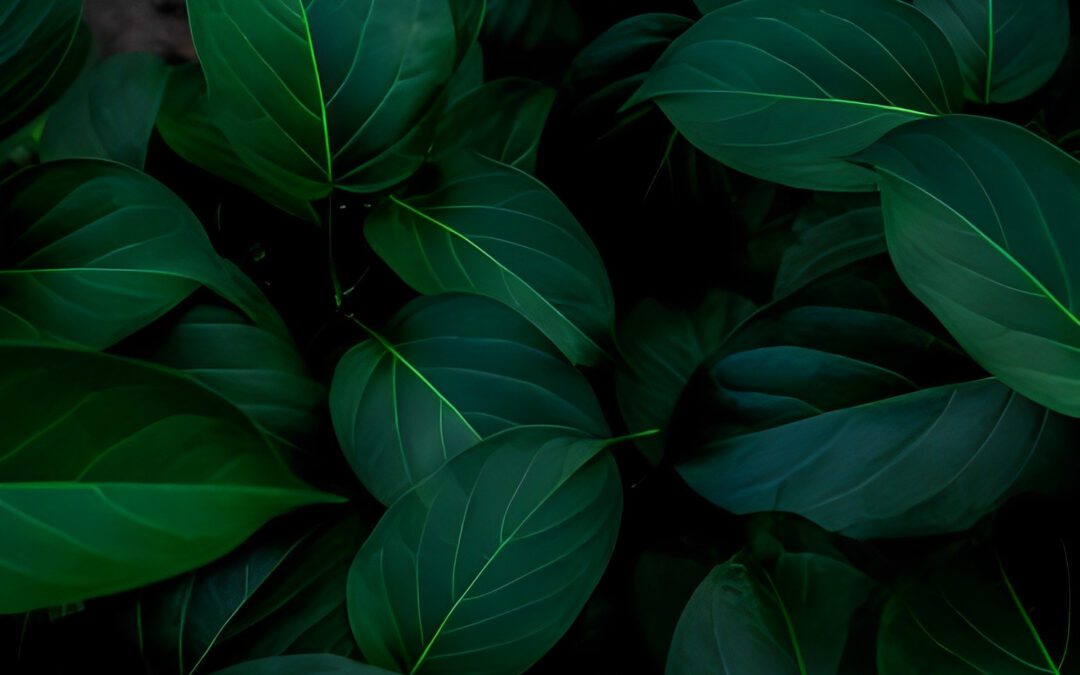 Otimizando a Adubação Foliar