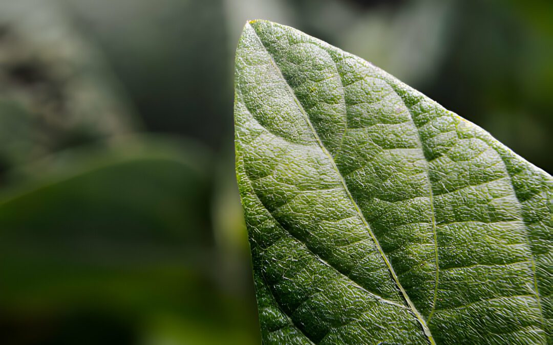 Ácido Jasmônico na Resiliência das Plantas