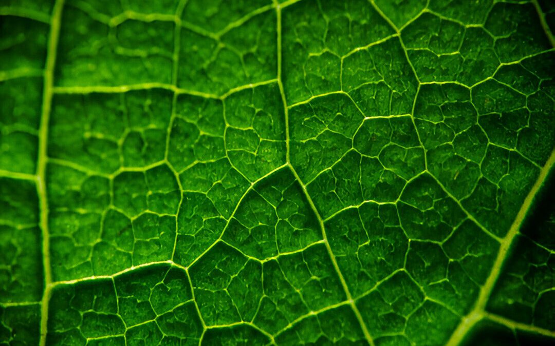 Etileno nas plantas para melhor Produtividade