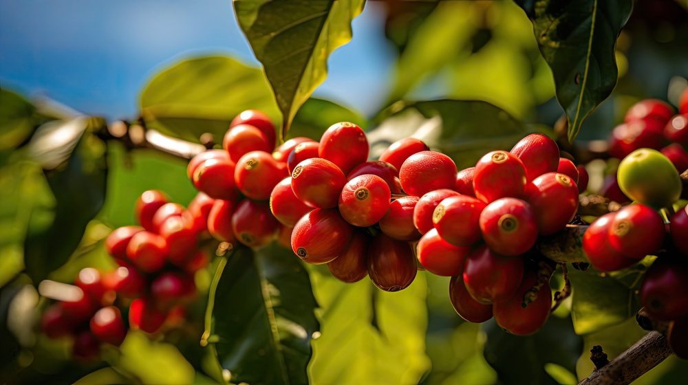 Potássio, Carboidratos e Aminoácidos na frutificação