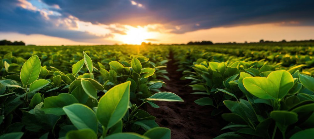 Produtos bioestimulantes não possuem um modo de ação